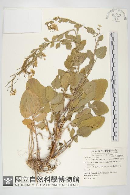 山芥菜藏品圖，第1張