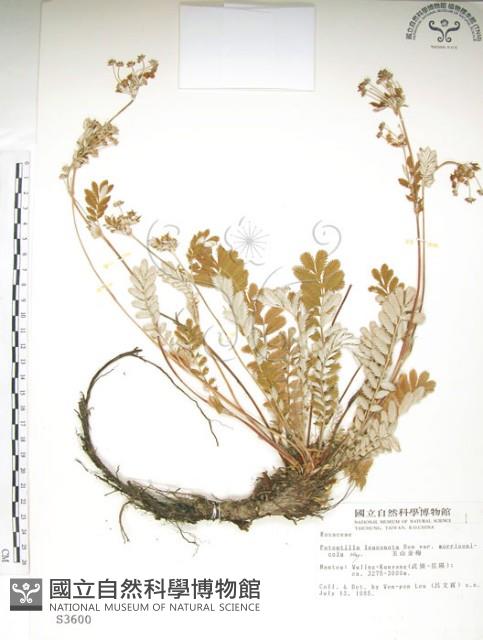 玉山金梅藏品圖，第1張