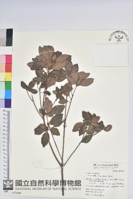 馬銀花藏品圖，第1張