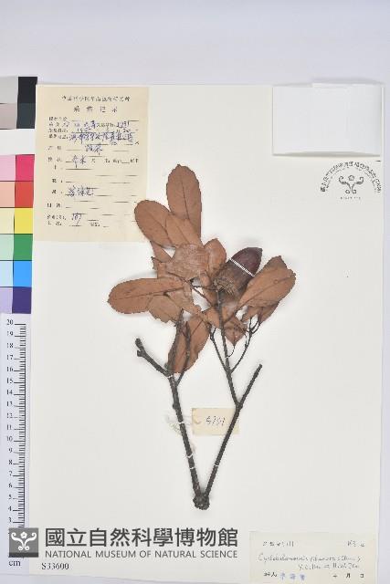 亮葉青剛藏品圖，第1張