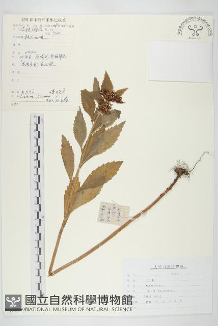 費菜藏品圖，第1張