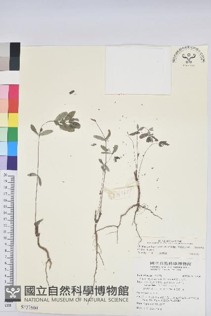 假紫斑大戟藏品圖，第1張