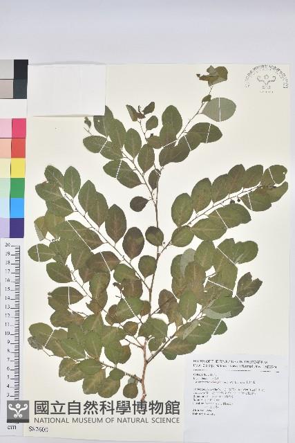 紅仔珠藏品圖，第1張