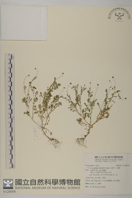 南方山芫荽藏品圖，第1張