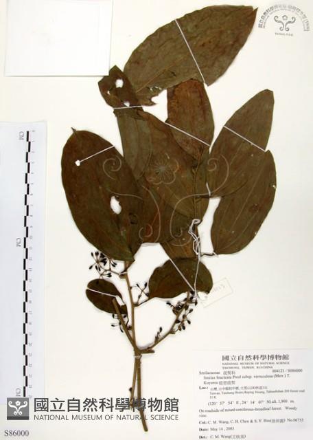 糙莖菝契藏品圖，第1張