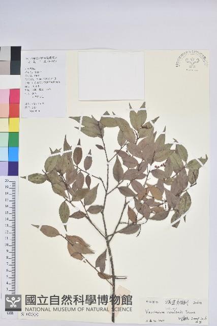 短尾越橘藏品圖，第1張