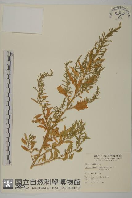 臭杏、土荊芥藏品圖，第1張