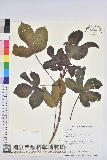 蓖麻藏品圖，第1張