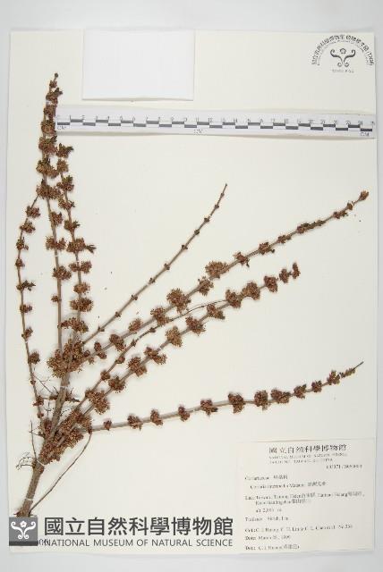 臺灣馬桑藏品圖，第1張