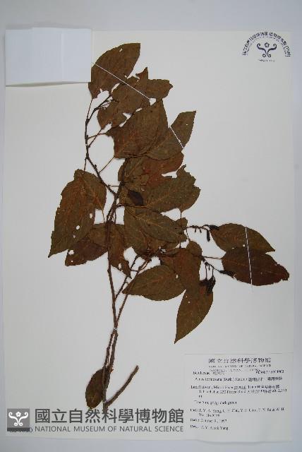 臺灣赤楊、臺灣榿木藏品圖，第1張