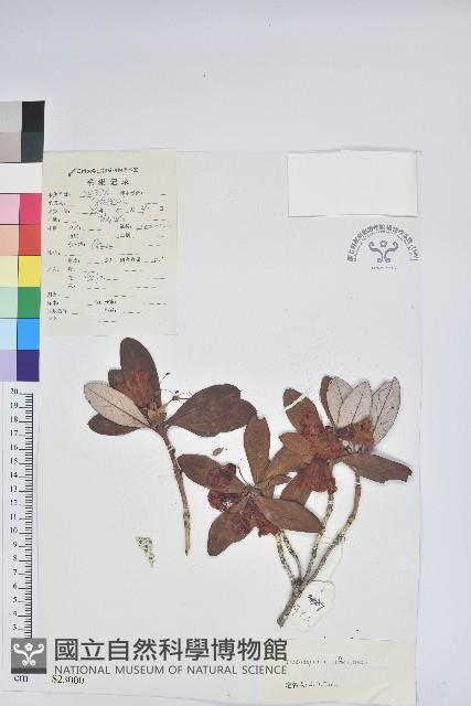 血紅杜鵑藏品圖，第1張