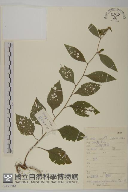 煙管草藏品圖，第1張