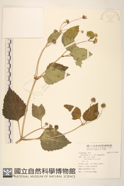 雙花蟛蜞菊藏品圖，第1張