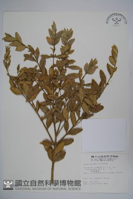 臺灣黃楊藏品圖，第1張