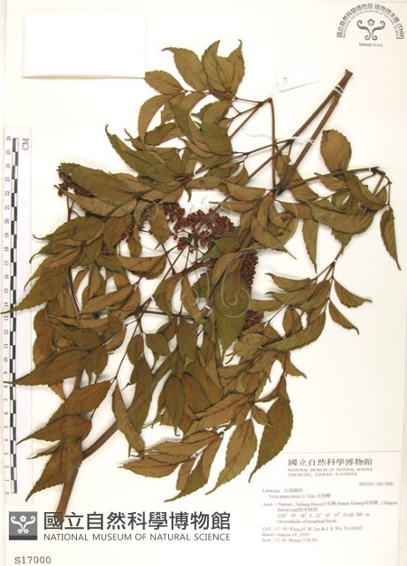火筒樹藏品圖，第1張