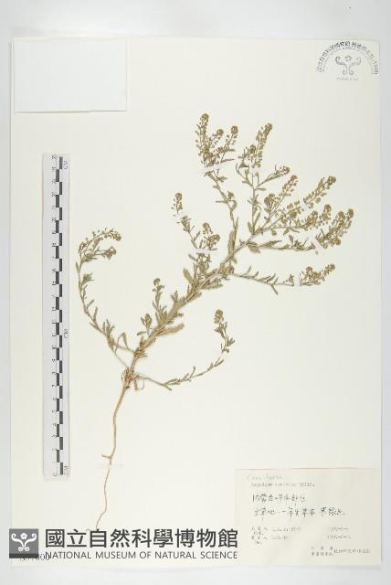 腺獨行菜藏品圖，第1張