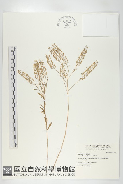 獨行菜藏品圖，第1張