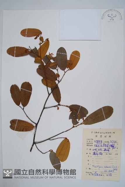 瓜馥木藏品圖，第1張