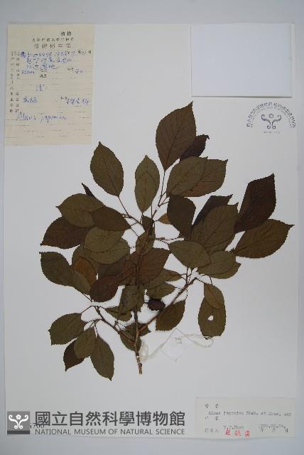 赤楊、臺灣赤楊、台北赤楊、水柯子、水柳柯藏品圖，第1張