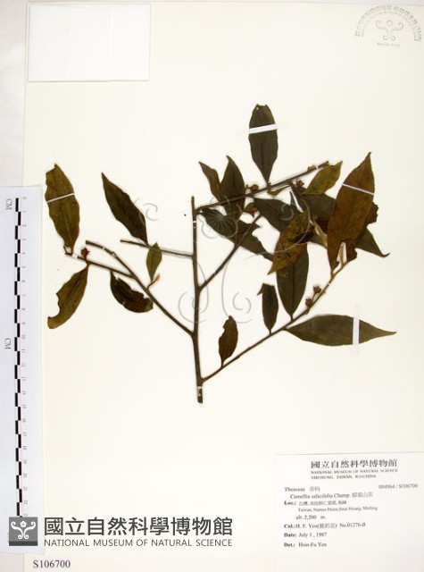 柳葉山茶藏品圖，第1張