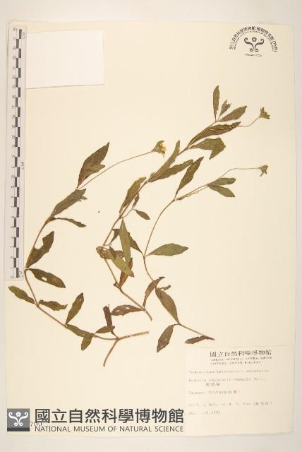 蟛蜞菊藏品圖，第1張