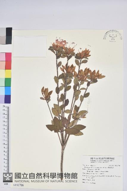 南澳杜鵑藏品圖，第1張