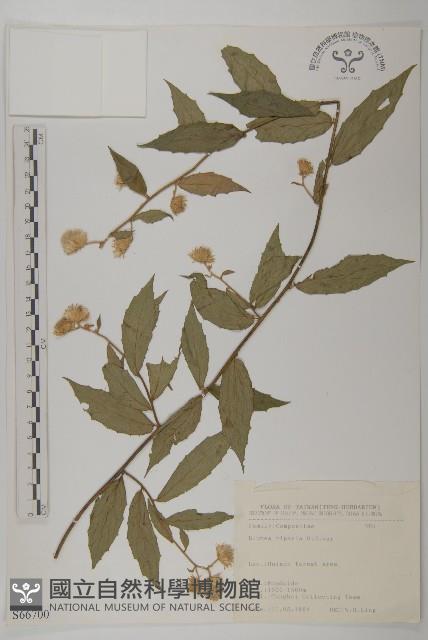 假東風菜藏品圖，第1張