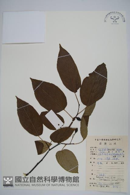 雲山金角楓藏品圖，第1張