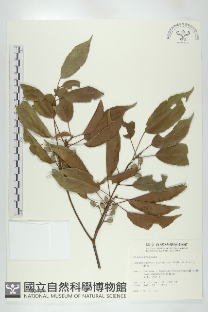 薯豆藏品圖，第1張