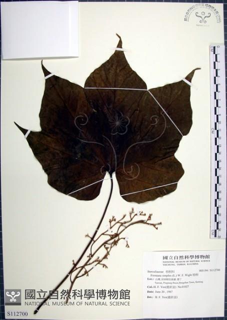 梧桐藏品圖，第1張