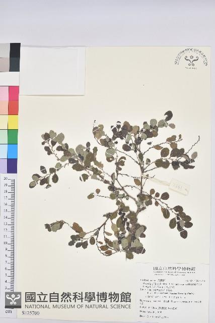 小紅仔珠藏品圖，第1張