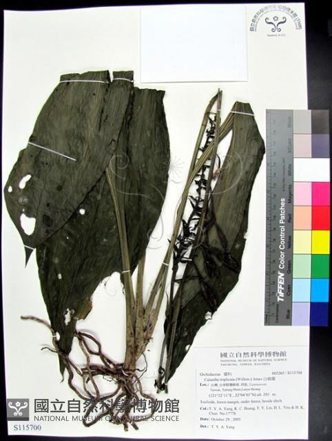 白鶴蘭藏品圖，第1張