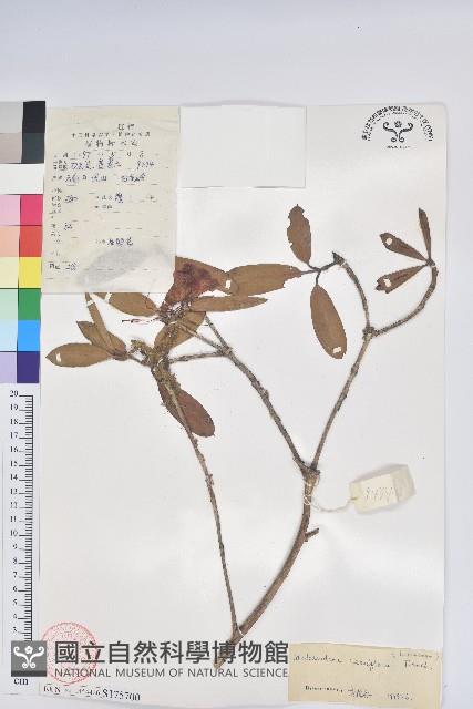 火紅杜鵑藏品圖，第1張