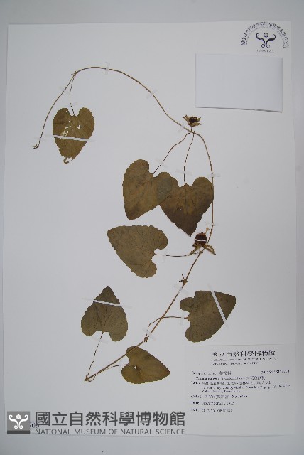 大花金錢豹藏品圖，第1張