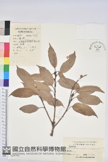 苦櫧栲藏品圖，第1張