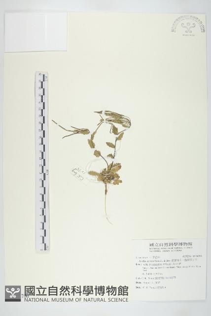 齒葉南芥、齒葉筷子芥藏品圖，第1張