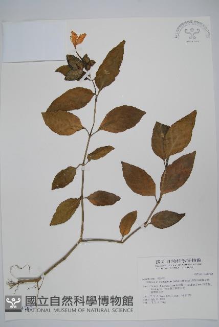 長花九頭獅子草、山藍藏品圖，第1張