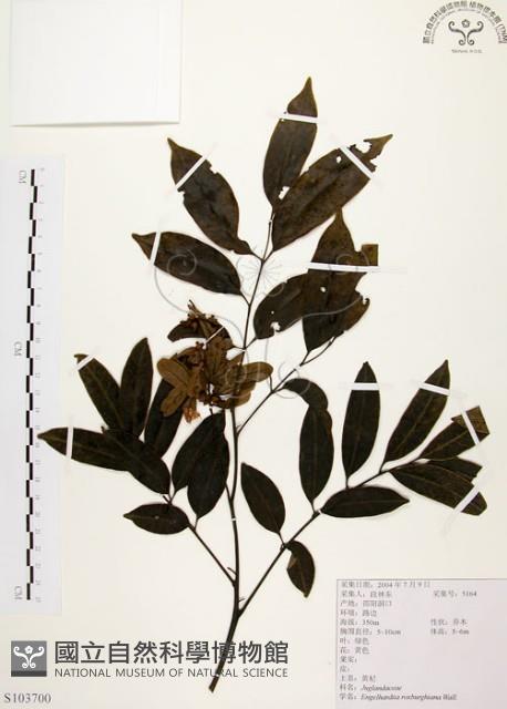 黃杞藏品圖，第1張