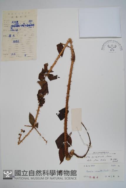 長刺蔥木藏品圖，第1張