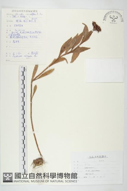 費菜藏品圖，第1張