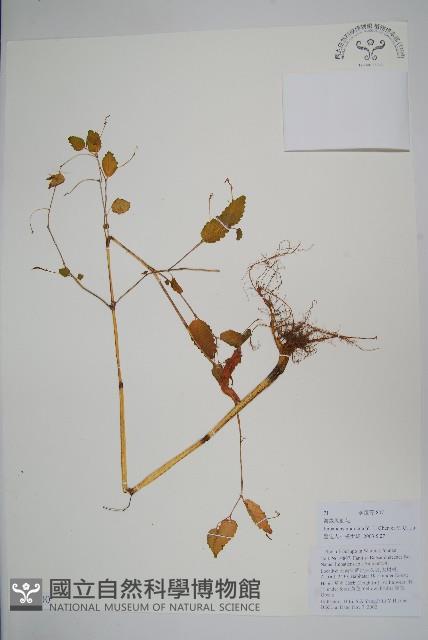 波緣鳳仙花藏品圖，第1張