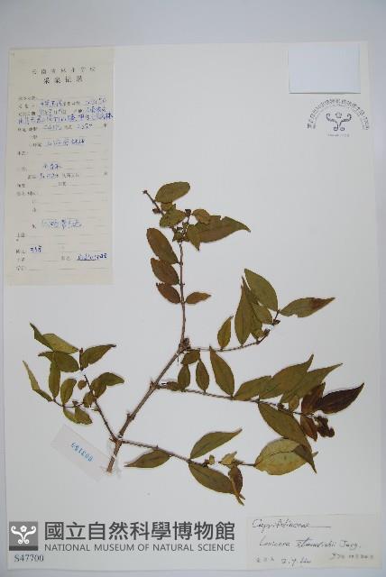 苦糖果藏品圖，第1張