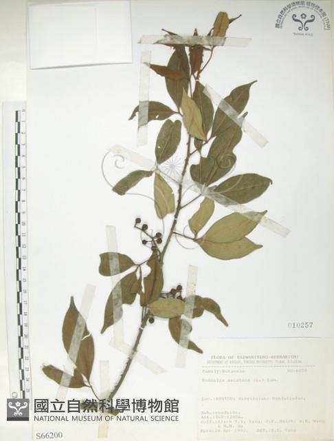 飛龍掌血藏品圖，第1張