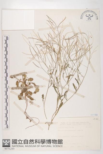 玉山筷子芥藏品圖，第1張