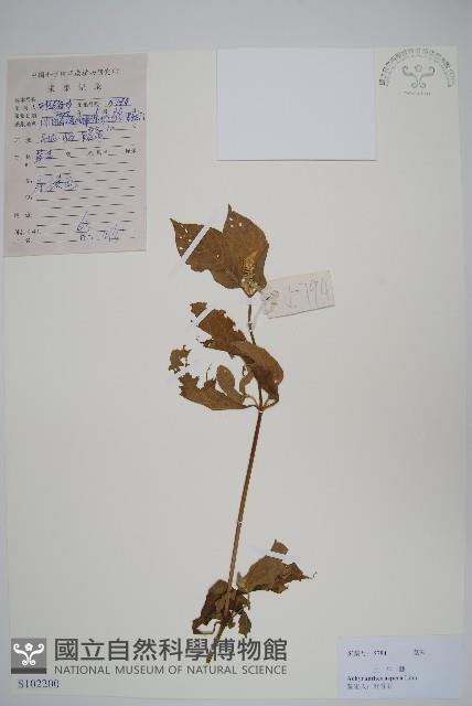 土牛膝藏品圖，第1張