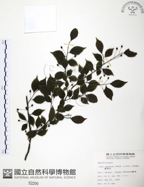 燈稱花、烏雞骨藏品圖，第1張