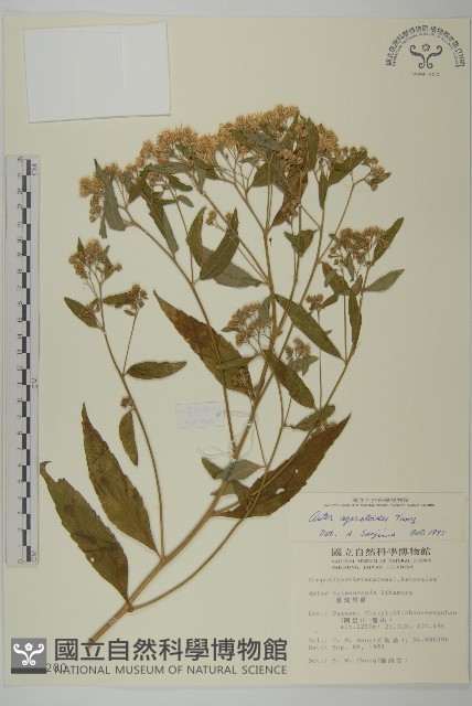 山白蘭藏品圖，第1張