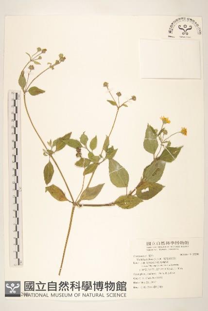 雙花蟛蜞菊藏品圖，第1張