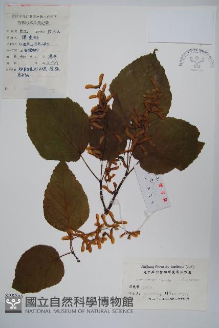 青榨槭藏品圖，第1張