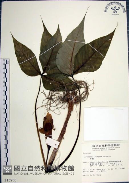 申跋、油跋、小天南星藏品圖，第1張